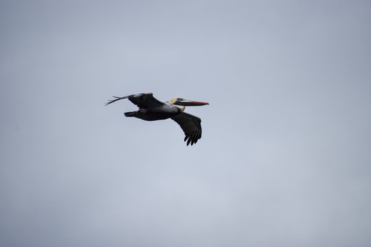Low angle view of pelican in flight