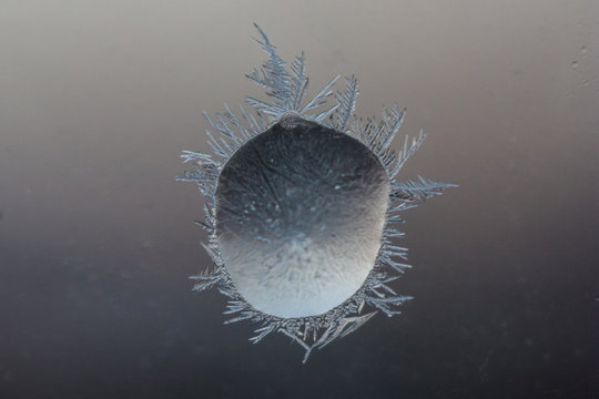 Close up view of frozen shell