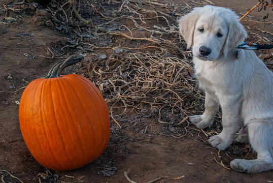 Puppy and pumpkin