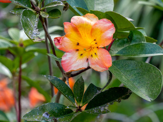 Obraz premium Lovely Stamens