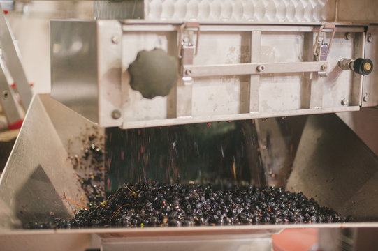 Red grapes in wine press, Portugal