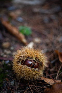 Chestnut in shell