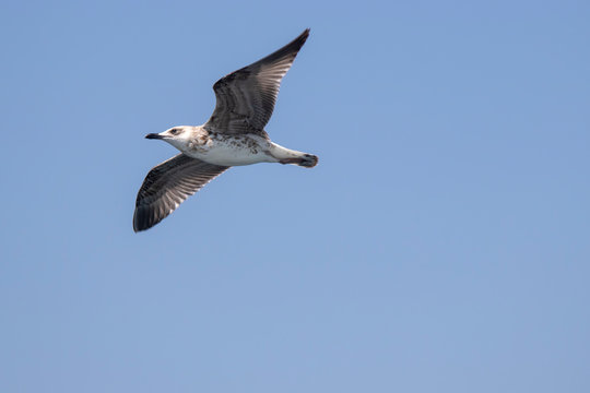 Seagull is flying in the sky. Background blue sky.Black and gray patterns.