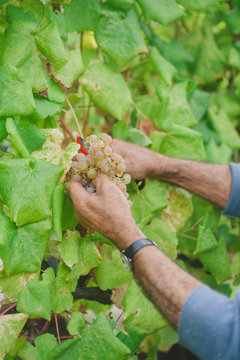 Close up of man harvesting white grapes in vineyard, Portugal