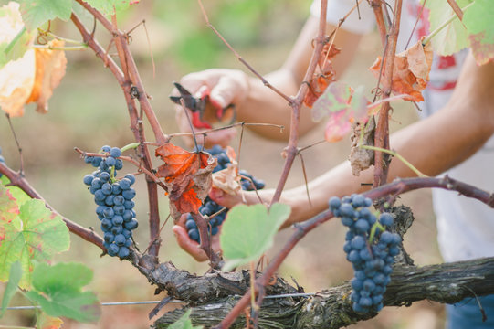 Close up of man harvesting red grapes in vineyard, Portugal