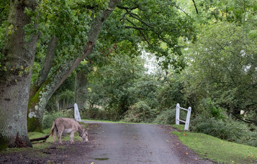 New forest ponies roaming freely on the road near Burley in the New Forest, Hampshire, UK