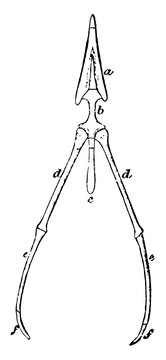 The Hyoid bone of a Rook vintage illustration.