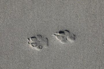 Hundepfoten im Sand , am Meer