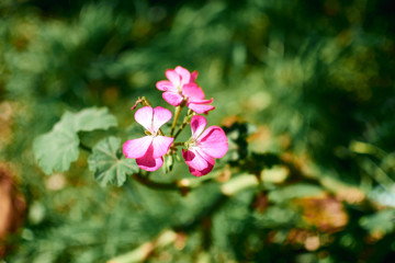 pink geranium on the garden floor