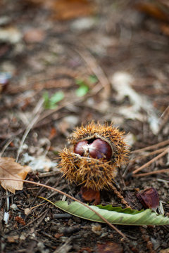 Chestnut in shell