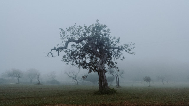 View of tree in fog