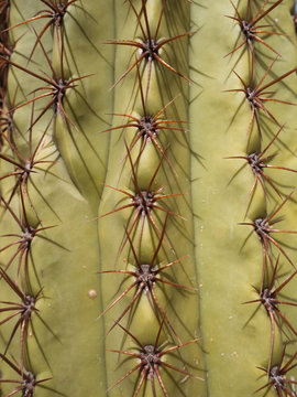 Close up of cactus