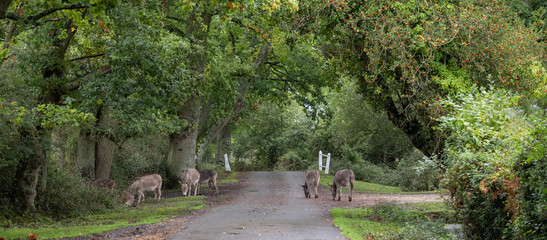 New forest ponies roaming freely on the road near Burley in the New Forest, Hampshire, UK