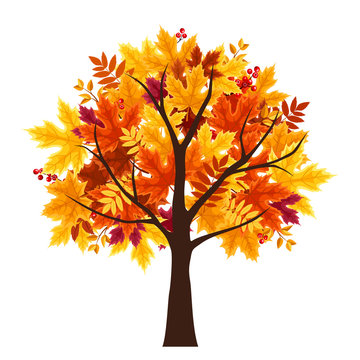 Vector abstract autumn tree isolated on a white background.