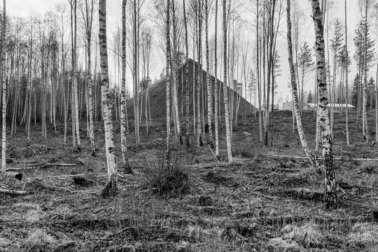 Tall trees in rows on dry land