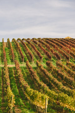 Vineyard in Autumn, Portugal