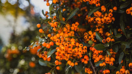 pyracantha, bright beautiful decorative red and orange berries on bushes