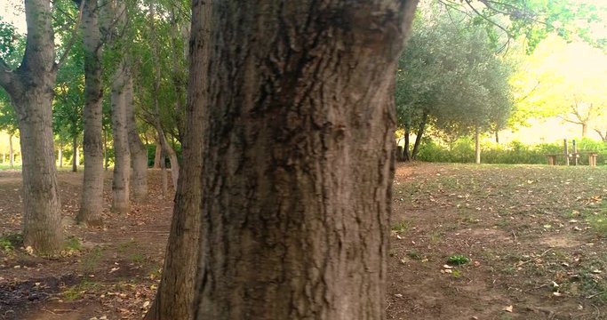 corteza tronco de &aacute;rbol en oto&ntilde;o