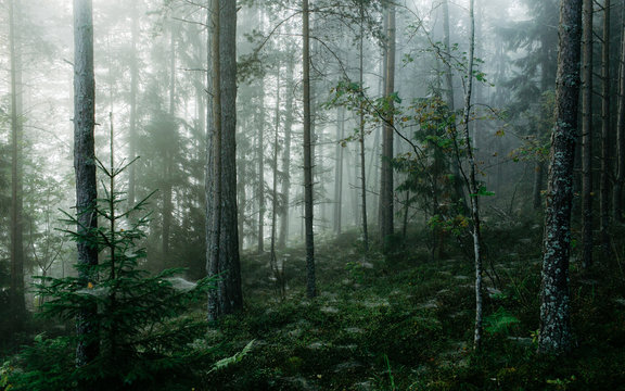 Gloomy Forest Covered With Mist