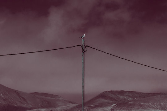 Seagull perched on telephone poll
