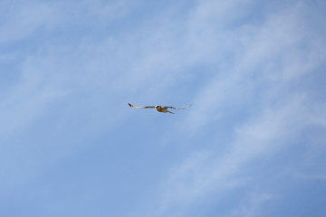 Obraz premium Bird Elanus leucurus