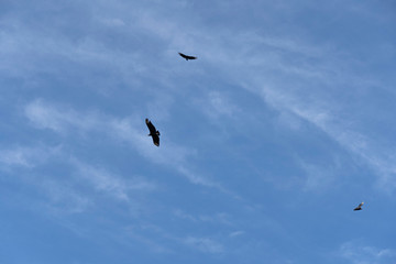 seagull flying in the blue sky