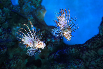 Naklejka na ściany i meble Pterois volitans. Red lionfish. Beautiful and dangerous sea fish.