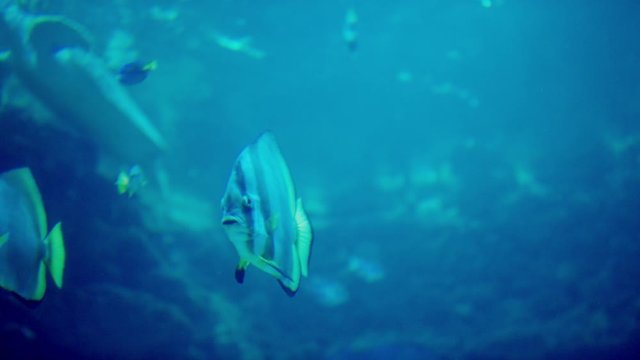 Doktorfische im RIff- surgeonfish in the reef