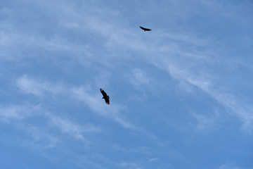 seagull flying in the blue sky
