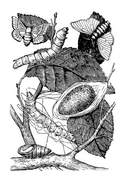 black and white moth life cycle clip art preview