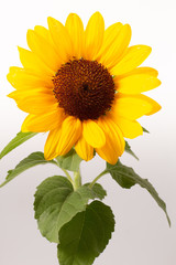 Flower of sunflower isolated on white background. Seeds and oil. Copy Space