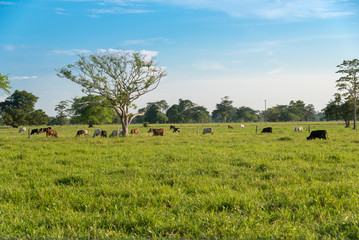 Cow grazing quietly at sunset on a farm. Colombia