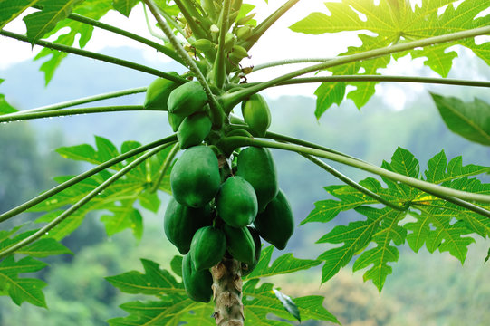 papaya fruits growing on tree