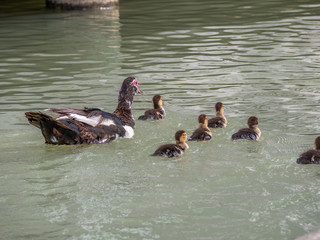 family of ducks in water
