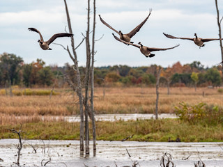 A group of Canada Geese fly over a pond on an autumn day