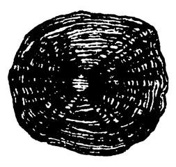 Cycloid Scale of the Carp vintage illustration. © Morphart