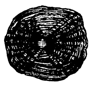 Cycloid Scale of the Carp vintage illustration.