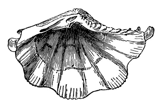 Insisde of Tridacna Squamosa vintage illustration.