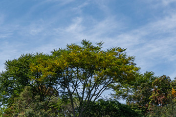 tree and blue sky