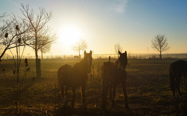 horses and sunset in the field