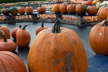 Pile of pumpkins and squashes of different colors and shapes at the farmers market