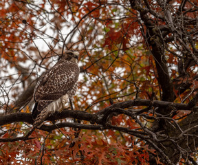 Red-tailed Hawk sitting in a tree