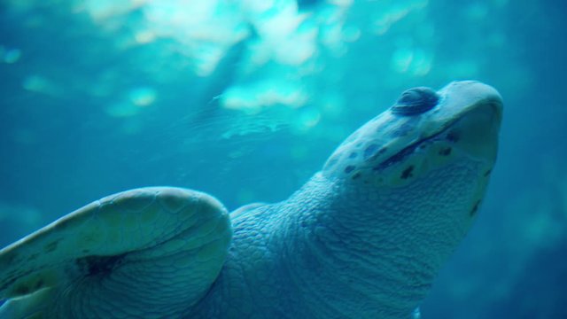 Meeresschildkr&ouml;te Blick -Sea Turtle glance