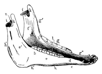 Inferior Maxilla of a Horse vintage illustration. © Morphart