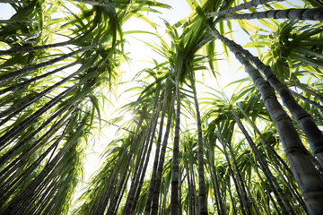 Fototapeta premium Closeup of sugarcane plants growing at field