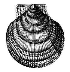 Pecten Islandicus vintage illustration.