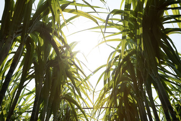 Fototapeta na wymiar Closeup of sugarcane plants growing at field