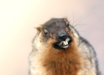 portrait of alpine marmot, isolated.