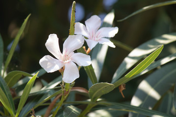 Close-up of Oleander (Nerium oleander) flower.