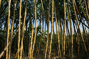 Closeup of sugarcane plants growing at field